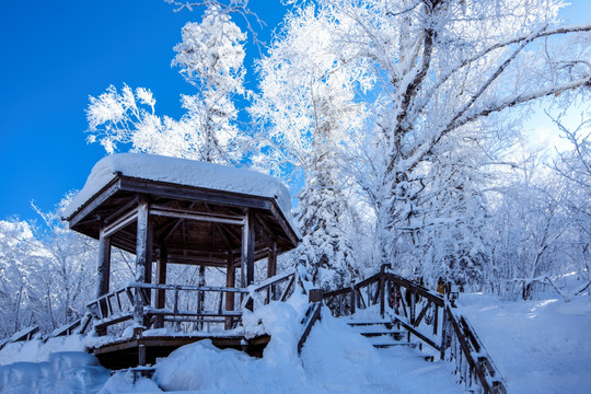 雪景