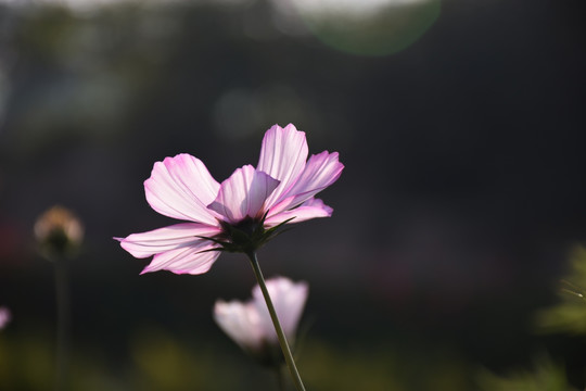 阳光下的波斯菊