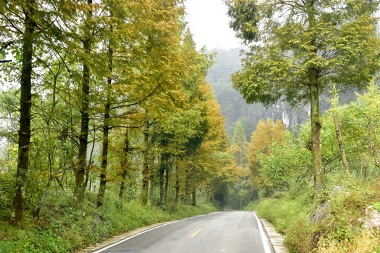 树木树林 绿树林 山林 马路