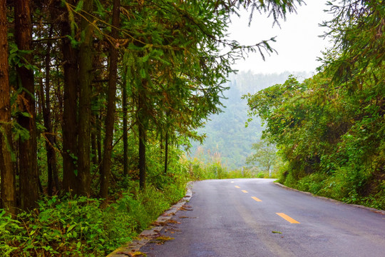 树木树林 绿树林 山林 马路