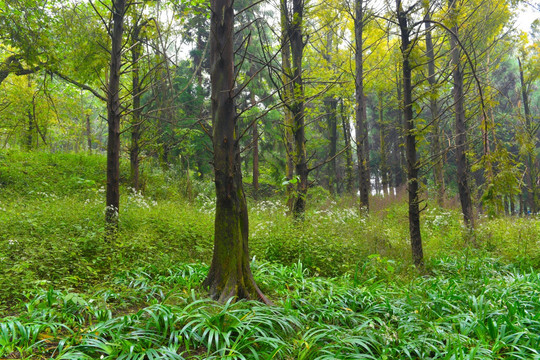 树木树林 绿树林 山林 马路