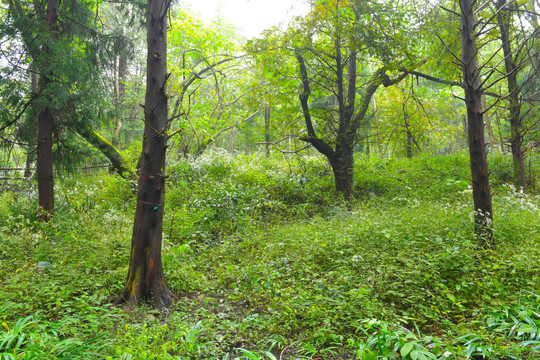 树木树林 绿树林 山林 马路