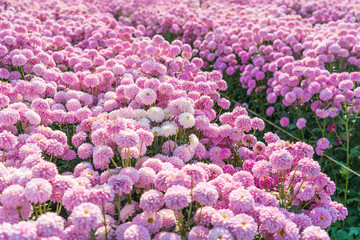 鲜花种植园