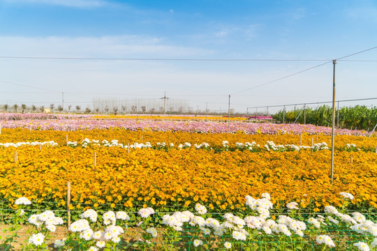 花田