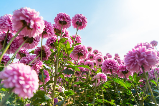 菊花花田