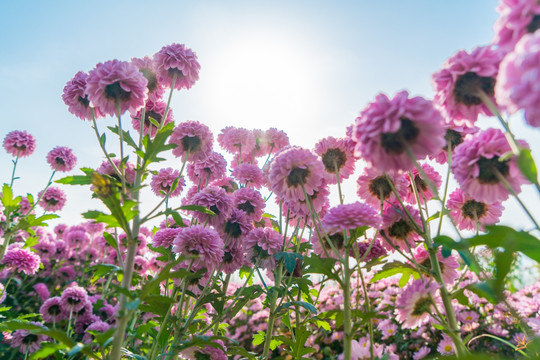 菊花花田