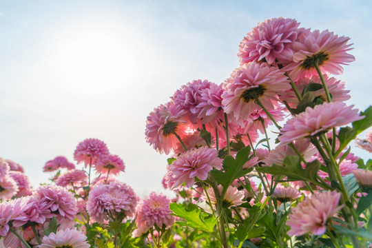 菊花花田