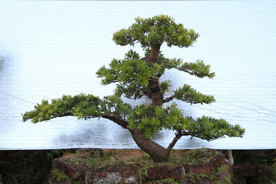 羅漢松