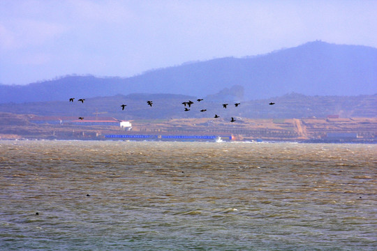 野生海鸭子