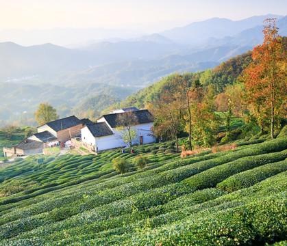 山村茶园