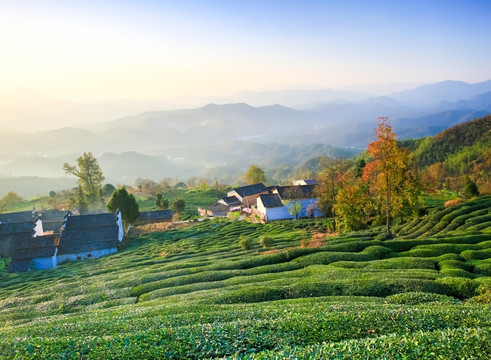 山村茶园