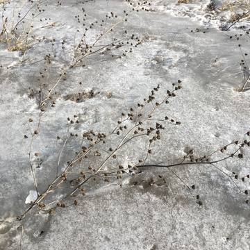 冰面枯草