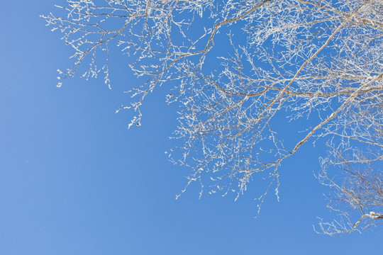 雾凇 雪景