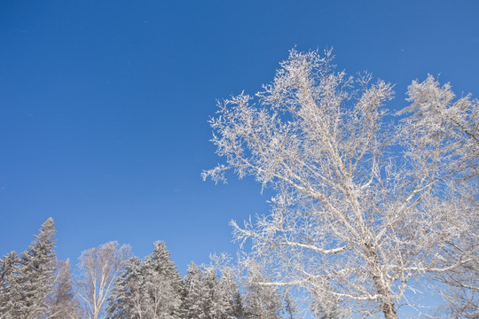 雾凇 雪景