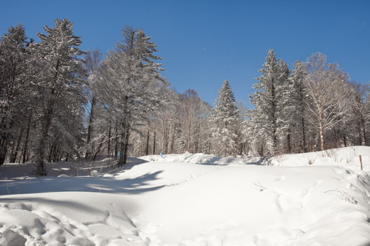 雪景 雪地 林中雪地