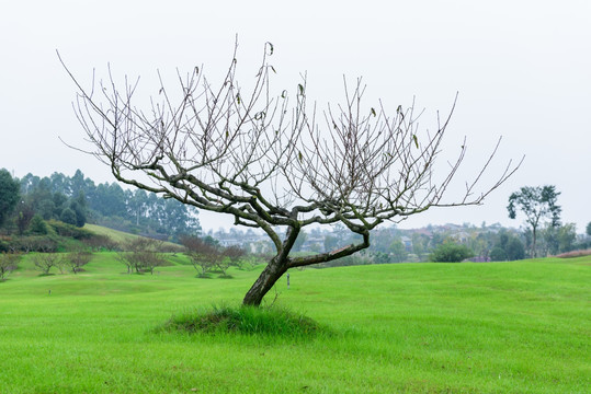 草坪桃树枝