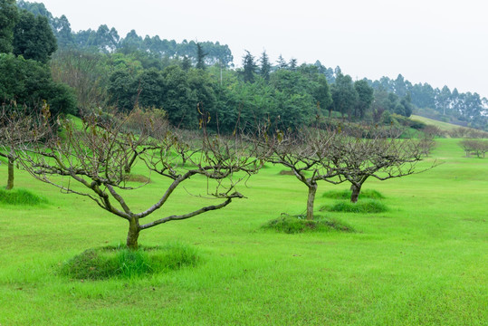 草坪桃树背景