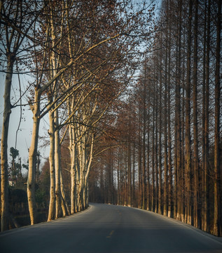 马路风景