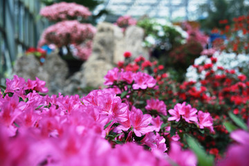 杜鹃花 映山红