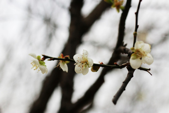 梅花