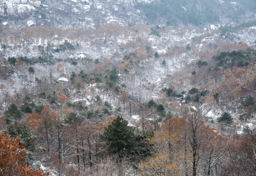 冬季山林 崂山山林