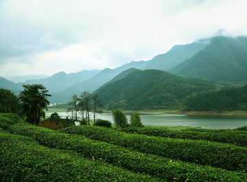 茶园 青山绿水 青山