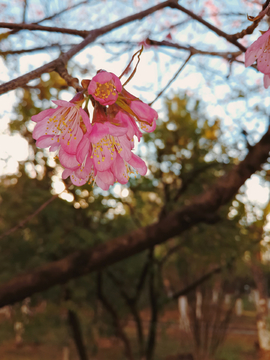 樱花