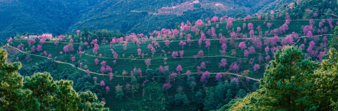 无量山樱花谷全景