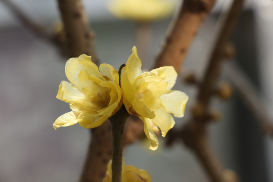 梅花盛开迎春来 （1）