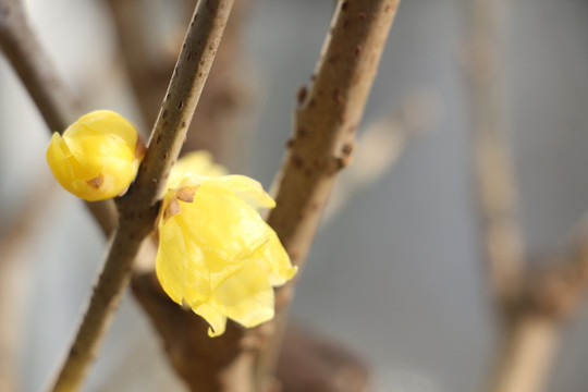 梅花盛开迎春来 （2）