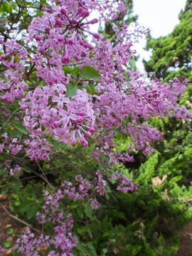 丁香花