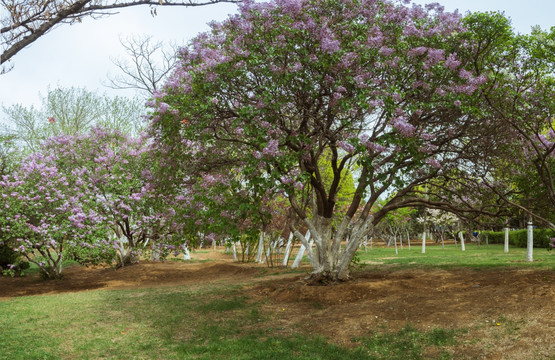 丁香花树