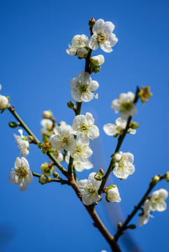 白梅花