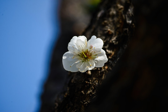 梅花