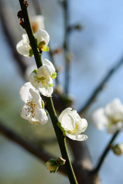 梅花花枝