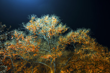 夜景树枝树干