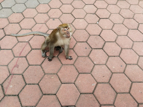 乞食的野猴