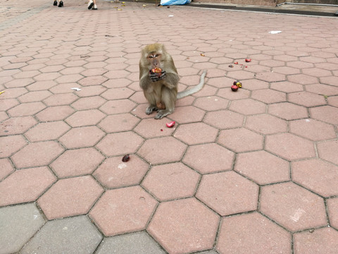 剥食山竹的野猴