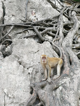 野猴