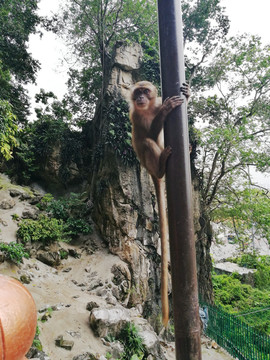 黑风洞野猴