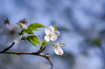 春天樱花