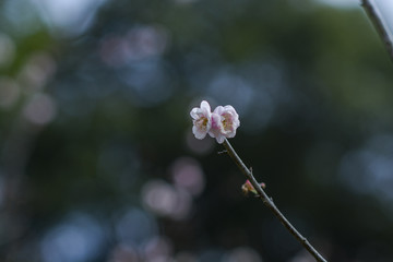 水墨梅花