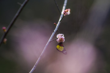 梅花