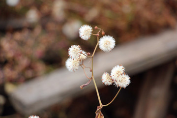 野草野花  千里光