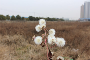 野草野花  千里光