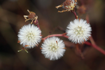 野草野花  千里光