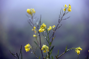 油菜花