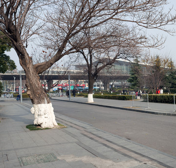 树下道路