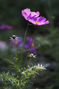 波斯菊