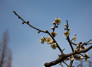 花素材